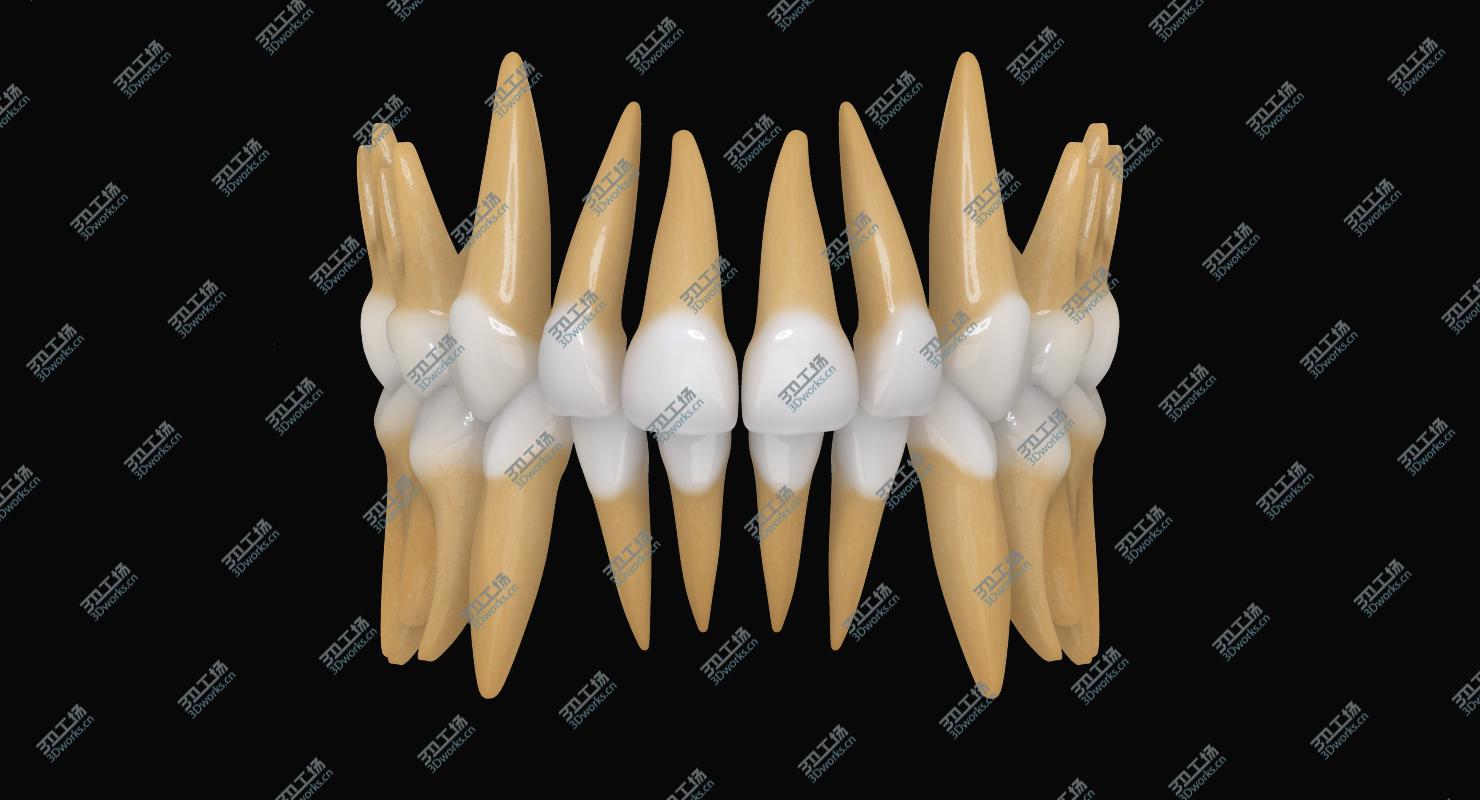 images/goods_img/2021040163/Primary Teeth/4.jpg